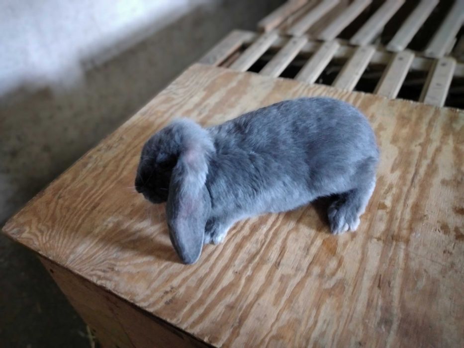 Króliki czystorasowe baran francuski niebieski Ładne Zdrowe