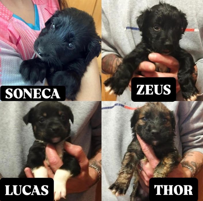 Bebés para adoção responsável