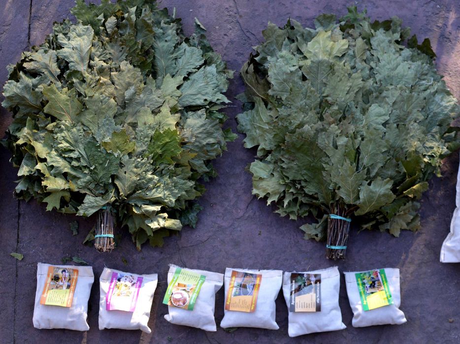 Канадський дуб. Веники. Банні віники. Канадский дуб.