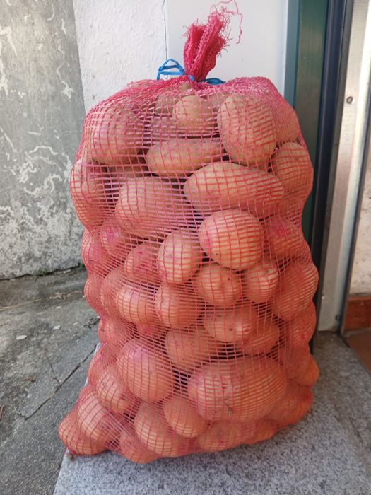 Batata nova 2026