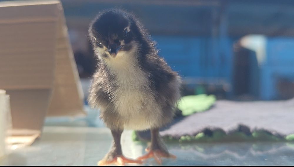 Добові курчата, каченята. Продаж курей, кури, гуси, качки