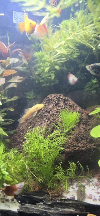 Sprzedam NADWYŻKĘ Ryb akwariowych Mieczyki Molinezje Platki Gupiki