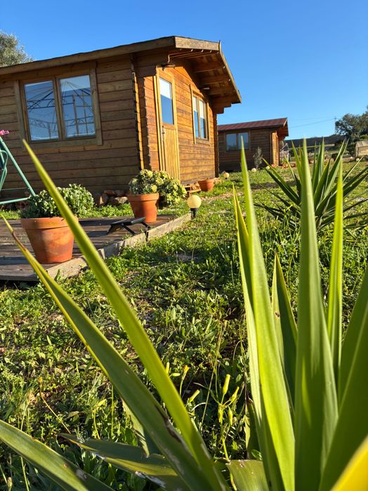 Terrano agricole algarve 8033 m2