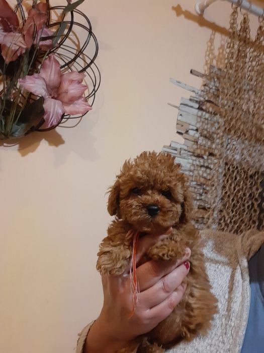 Щенки Той Пуделя Ред и Ред Браун