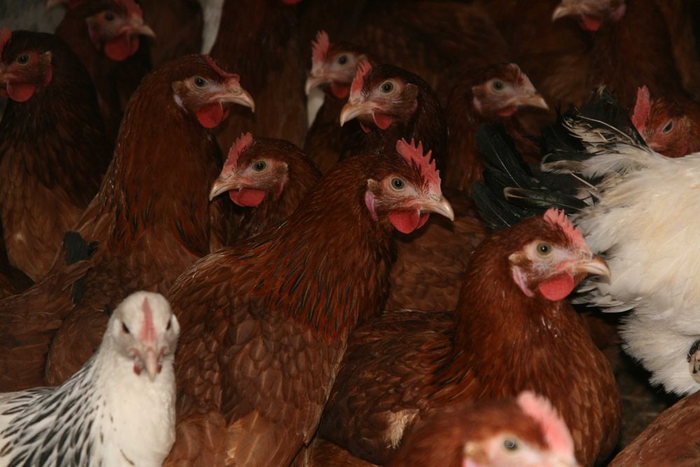 Kury Młode Kokoszki Kurki Nioski