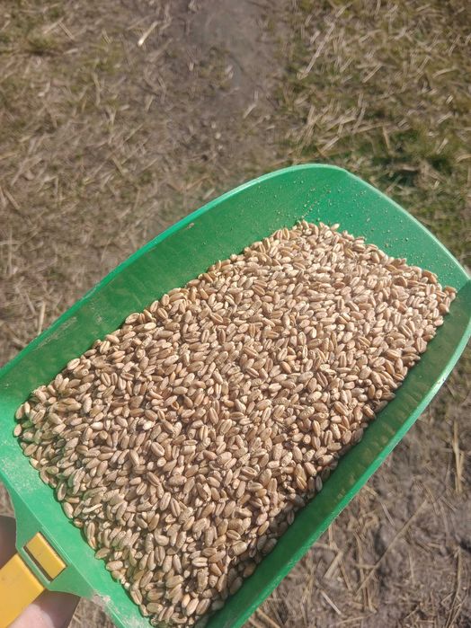 Pszenica jara KWS Dorium