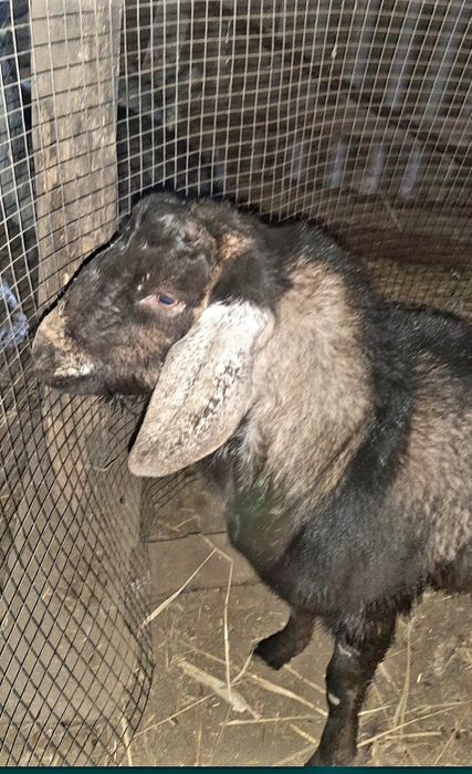 Англо-нубійський мачо шукає домівку.