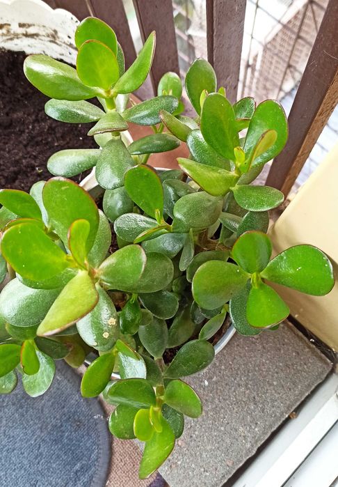 Drzewko szczęścia w doniczce grubosz jajowaty