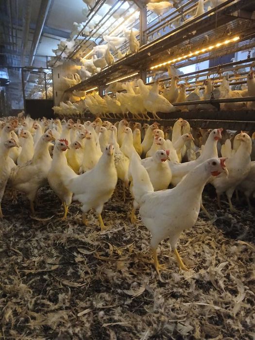 Kury Rosa nioski z wolnego wybiegu. Dominant Tetra Dowóz gratis