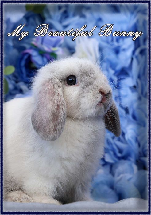 Młody Królik Mini Lop - Rhon