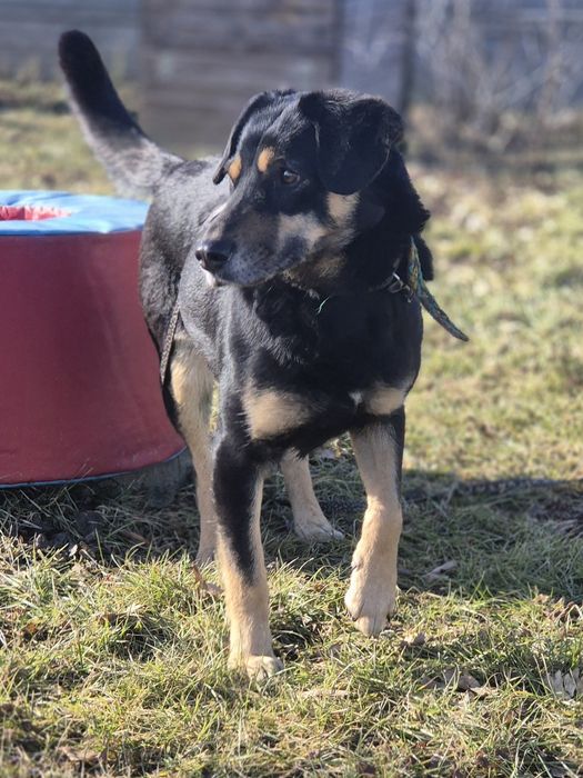 Pieski do adopcji Oleśnica!