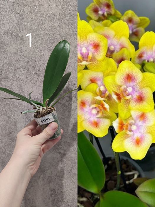 Орхідеї азія, 1.7 Легенда, сого лоуренс, мітуо сан, дендробіум