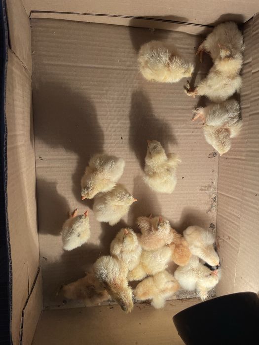 Кури карликові кохінхіни