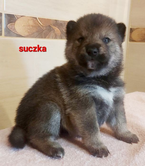 Shiba inu suczka sezamowa