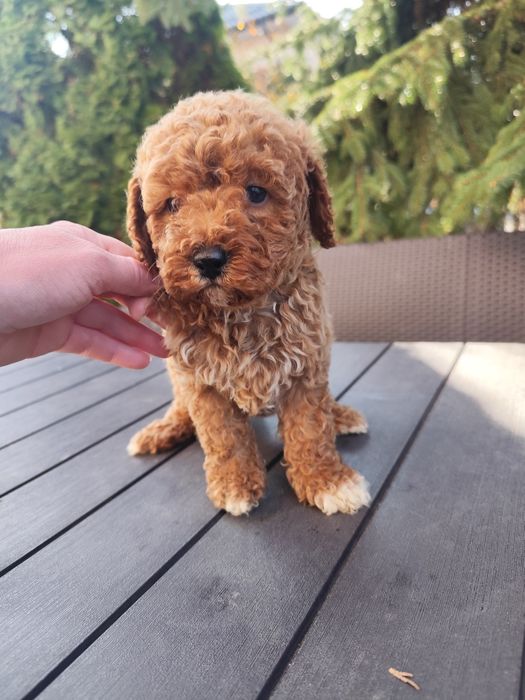 Pudel miniaturowy rudy, red