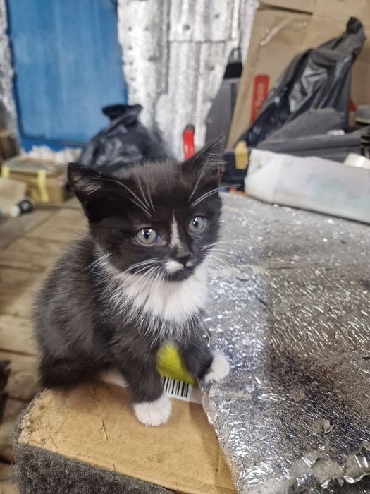 Котята безкоштовно