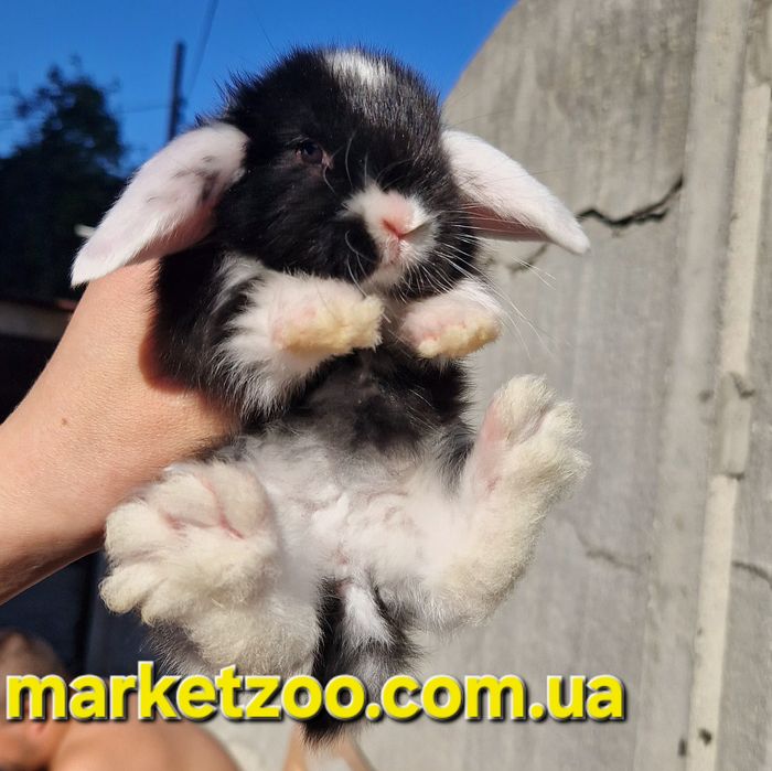 Карликовий кролик, що підкорює серця — Mini Lop
