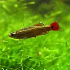 Акваріумна риба. Кардинал, 4 грн.-опт
