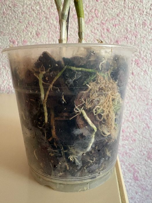 Орхідея Дендробіум Нобіле Жовтий