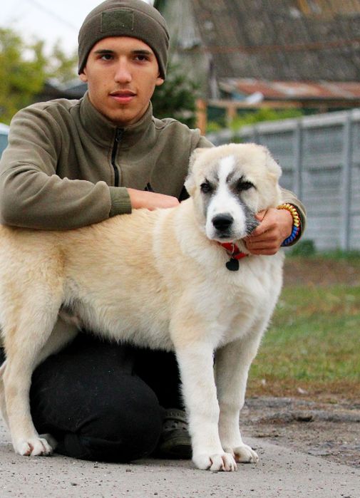 Кавказець-вовкодав.