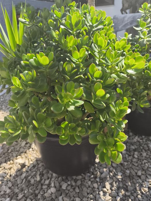 Vaso enorme de planta Jade (fortuna/amizade)