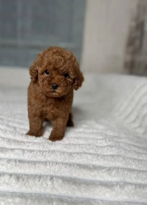 Гарний хлопець той пудель Ред браун,