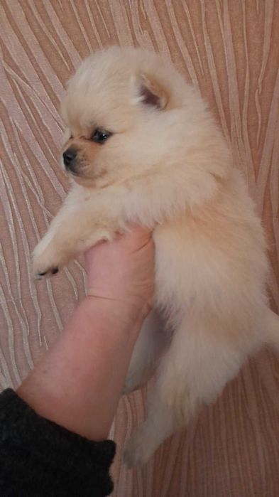 Померанский  шпиц