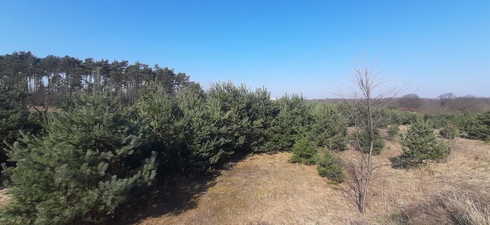 Oddam samosiewy sosny do wycinki,na biomasę