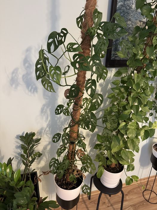 Monstera Monkey