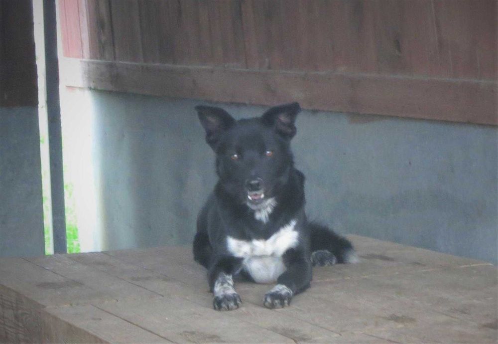 Misiek - ok. 5 letni pies, wymaga cierpliwego i kochającego domu.