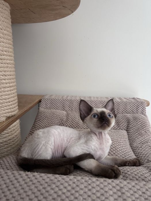 Piękny kocurek devon rex, point,