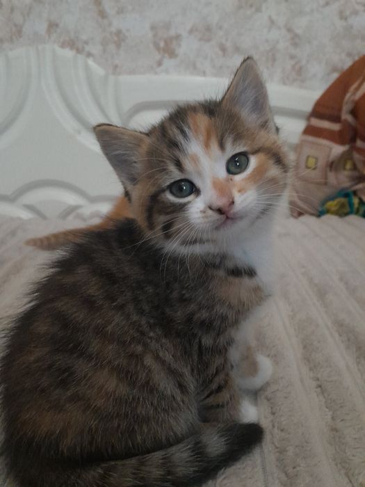 Віддам кошенят в добрі руки