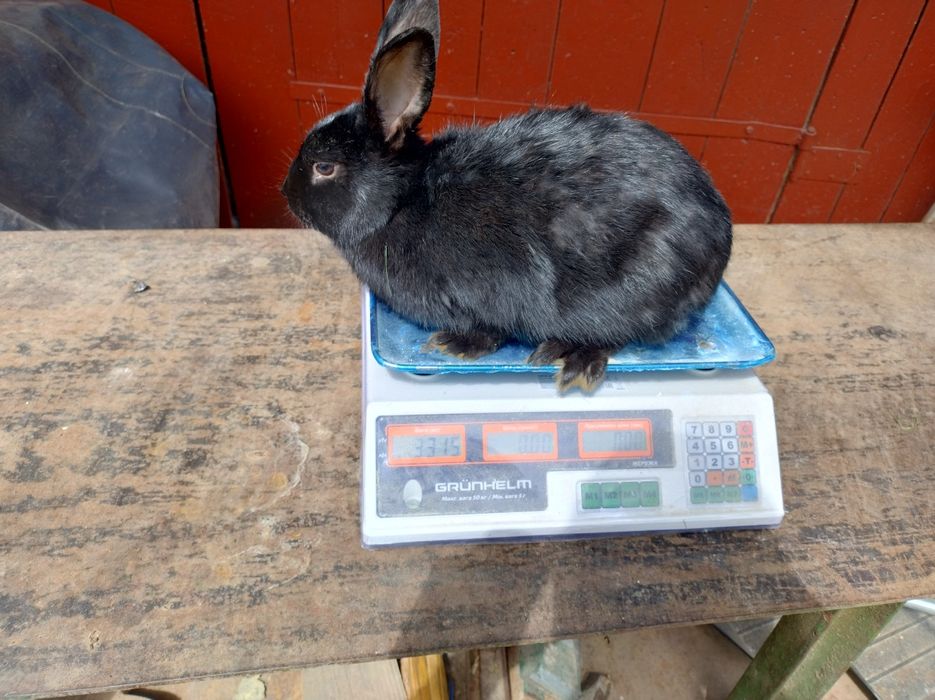 Продам молодих кроликів