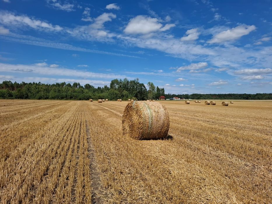 Słoma z pszenżyta