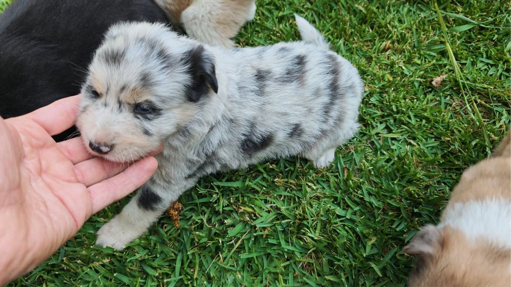 Border collie disponível