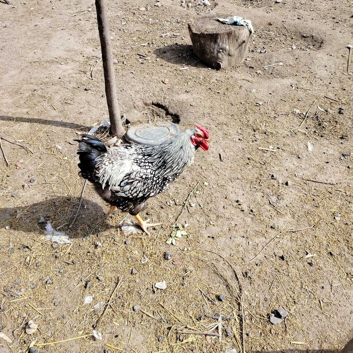 Kogut  rasy Wyandotte