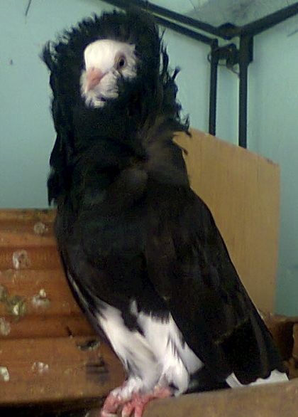 Pombos de ornamentacao