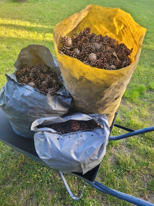 Szyszki sosnowe na opał rozpałke