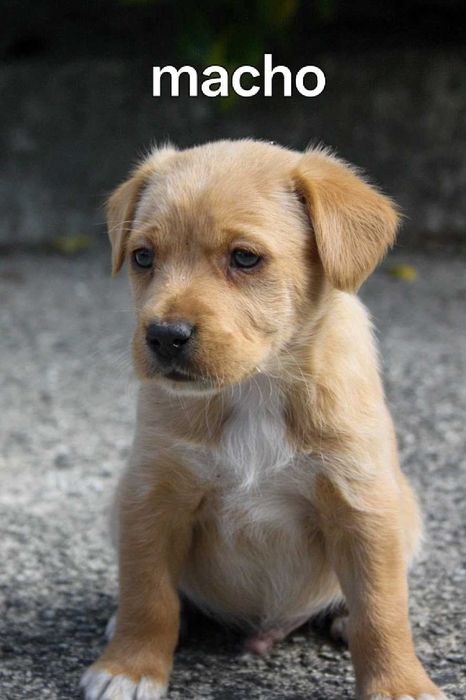 Cachorrinhos para adotar