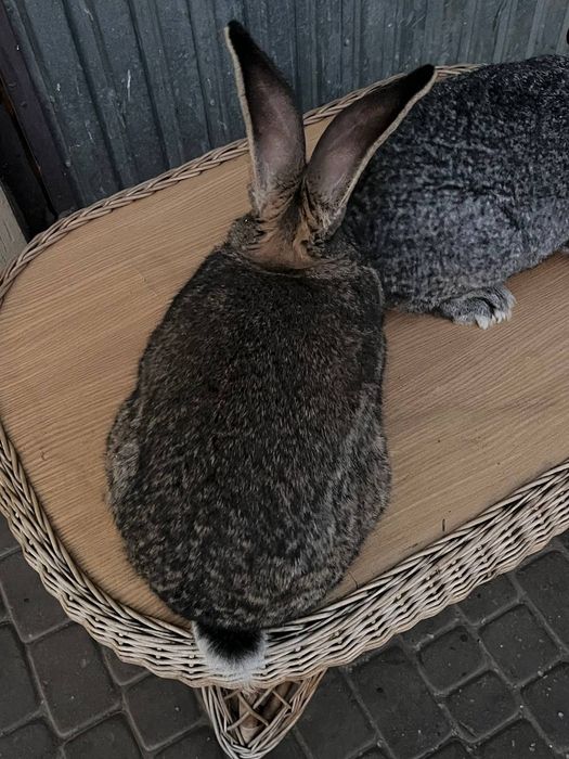 Продам кроликів.