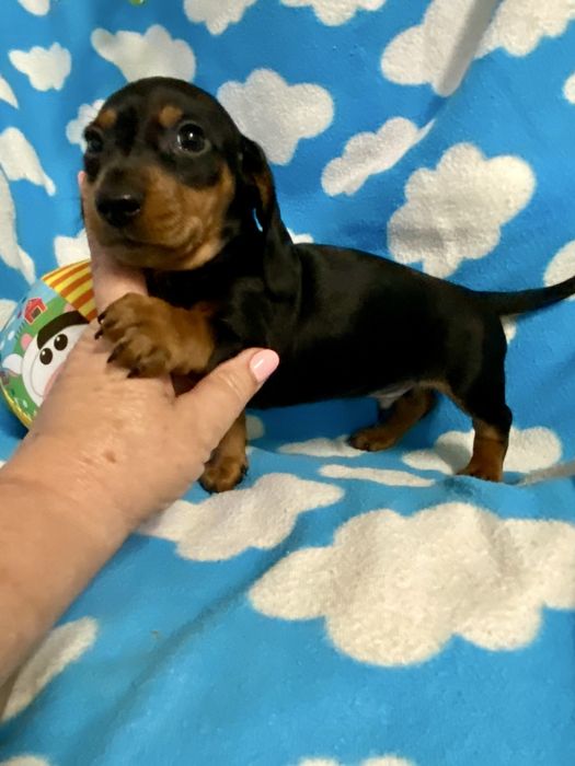 Teckel caninchen ou cao salsicha