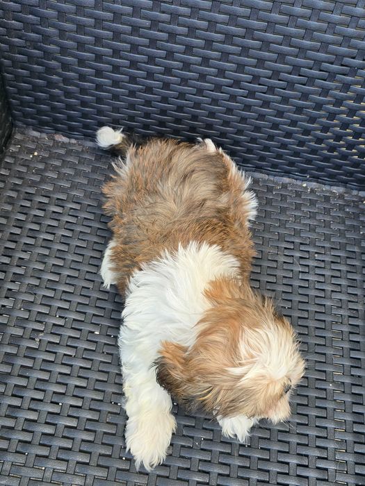 Shih Tzu Macho Faço ENTREGA