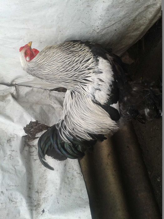 Продам инкубационное яйцо от кур породы Брама Тёмная