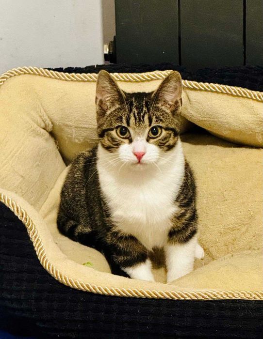 Fajny, młody kocutek szuka domu