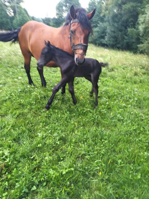 Продам жеребчика