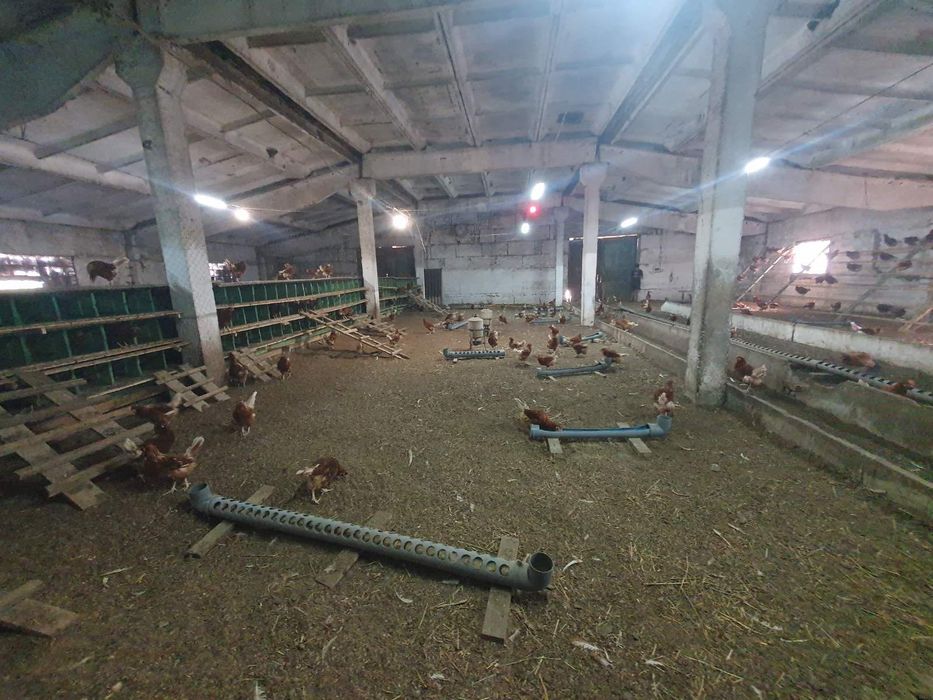 Ферма 1800 кв.м.,свинарник, коровник (здания, помещения, склад, село)