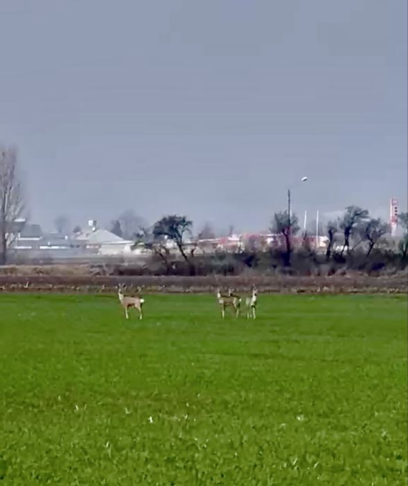 Dzialka w spokojnej okolicy + warunki zabudowy :)
