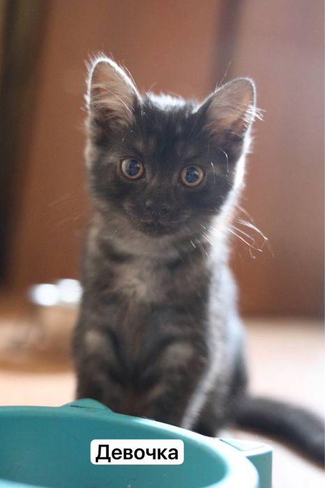 Котята тифанни ( кошка русская голубая , кот- шантильи-тифанни)