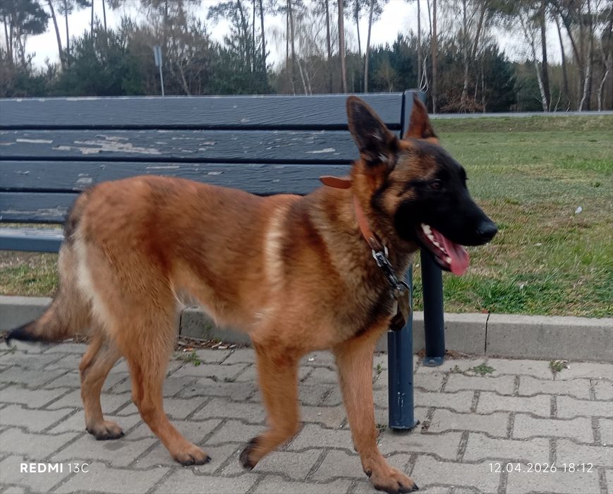 Owczarek belgijski malinois