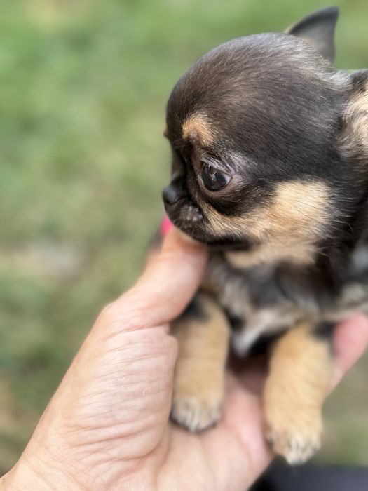 Malenki mini  piesek chihuahua